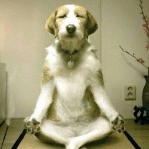 yoga-zen-dog